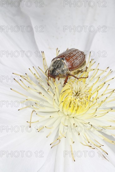 Cockchafer, field cockchafer (Melolontha melolontha), female on a clematis flower, Wilnsdorf, North