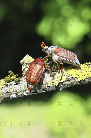 May beetle, wood cockchafer (Melolontha hippocastani), male and female, on a lichen-covered branch,