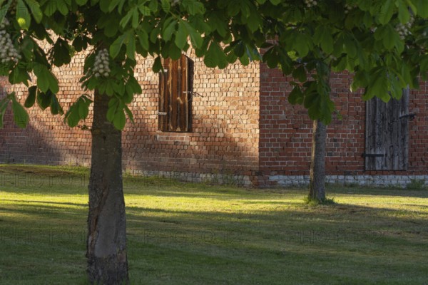 View through two chestnut trees to a part of a barn, Böhme, Heidekreis, Rethem Aller, Leine Aller