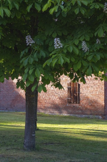 View through a chestnut tree to a part of a barn, Böhme, Heidekreis, Rethem Aller, Leine Aller Tal,