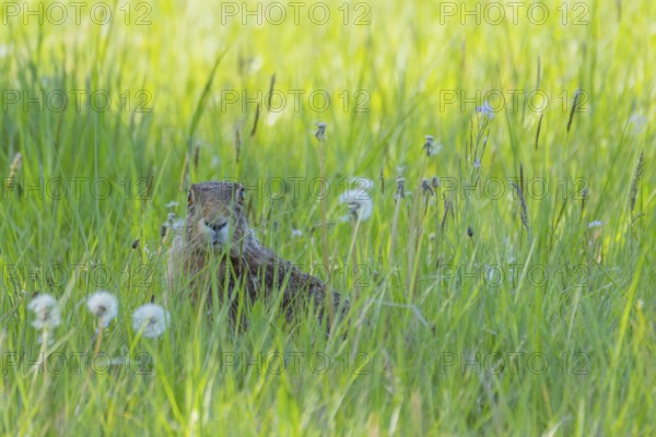A hare (Lepus europaeus) sitting in the grass, animal photo, nature photo, wildlife, fauna,