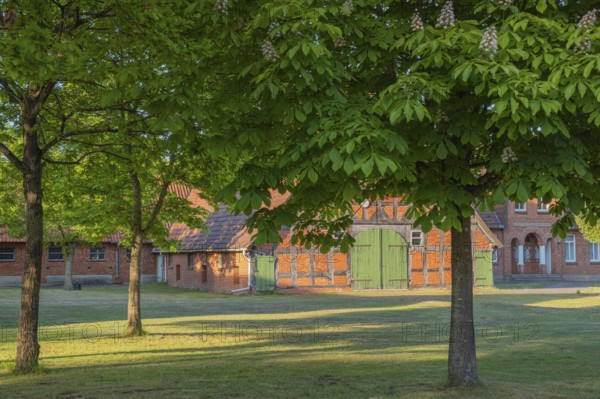 View through chestnut trees to a farm, Böhme, Heidekreis, Rethem Aller, Leine Aller Tal, Lower