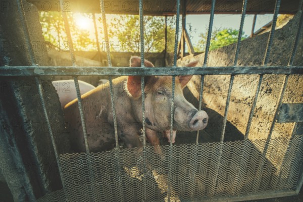 Portrait of a beautiful caged pig in a home farm
