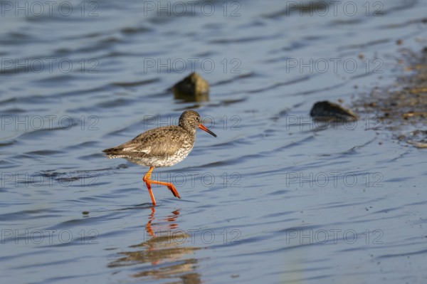 Redshank (Tringa totanus), Texel, West Frisian Islands, province of North Holland, Netherlands