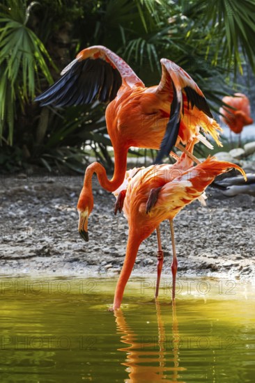 American flamingo, Phoenicopterus ruber, pair of birds during copulation
