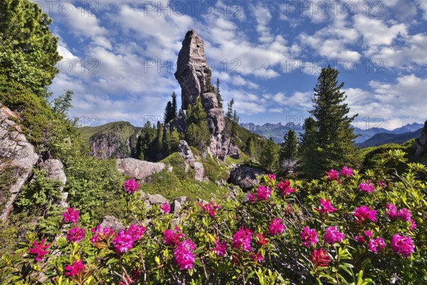 Alpine roses in bloom (Rhododendron ferrugineum), with a striking rocky outcrop behind, in the Murg