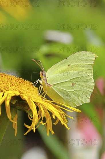 Lemon butterfly (Gonepteryx rhamny) on a yellow flower of a Great Telekie (Telekia speciosa),