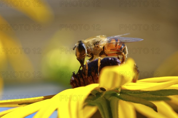 Dung bee (Eristalis tenax) on yellow coneflower (Echinacea paradoxa), Wilden, North