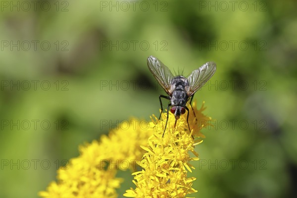 Sarcophaga carnaria (Sarcophaga carnaria), on a yellow goldenrod (Solidago) flower, Wilden, North