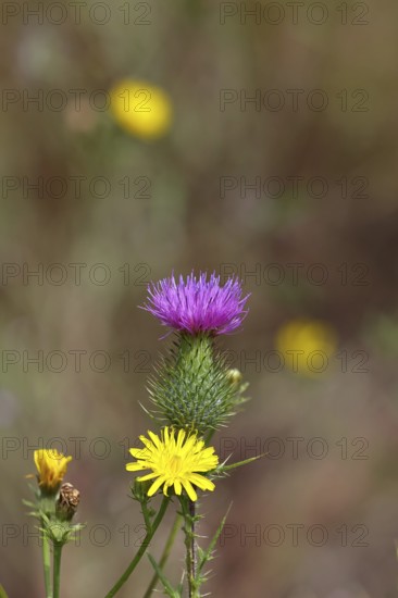 Flower of a field thistle (Cirsium arvense), in a vineyard, close-up, Moselle valley, Cochem,