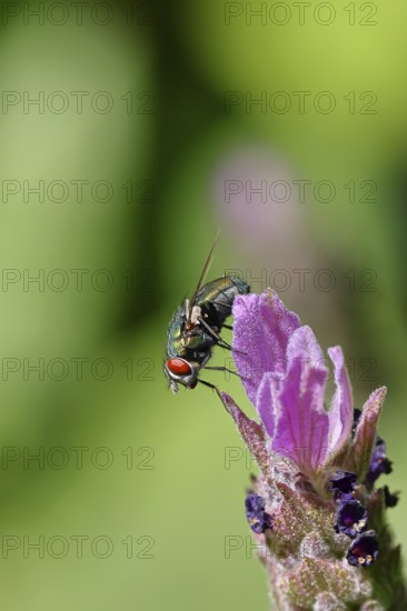 Golden fly (Lucilia caesar) on a flower of Common lavender (Lavandula angustifolia), close-up,