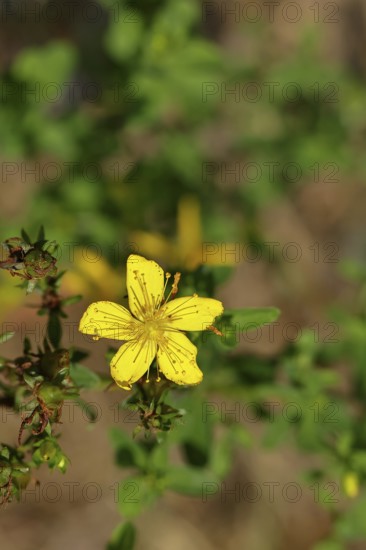 Common St John's wort (Hypericum perforatum), spotted St John's wort or common St John's wort
