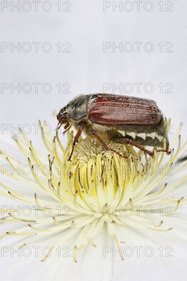 Cockchafer, field cockchafer (Melolontha melolontha), female on a clematis flower, Wilnsdorf, North