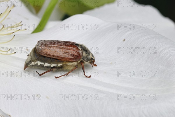 Cockchafer, field cockchafer (Melolontha melolontha), female on a clematis flower, Wilnsdorf, North
