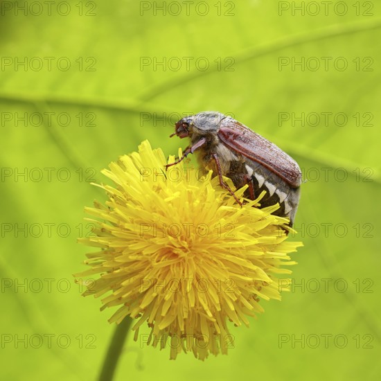 Cockchafer, field cockchafer (Melolontha melolontha), female on a dandelion (Taraxacum) flower,