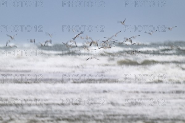 Herring gulls (Larus argentatus) in flight over the surf looking for starfish, wipe image, long