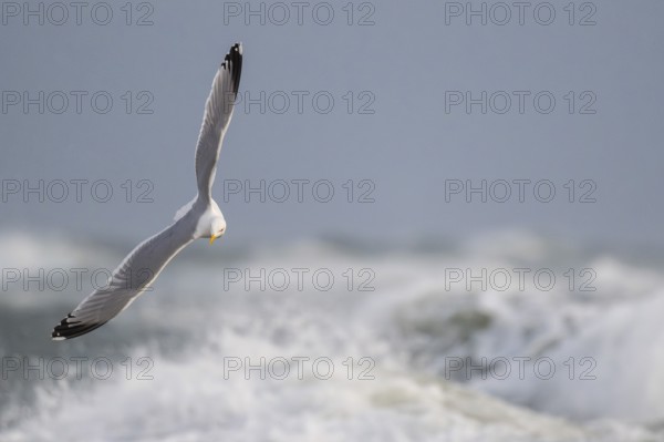 Herring gull (Larus argentatus) in flight over the surf looking for starfish, Hvide Sande, North