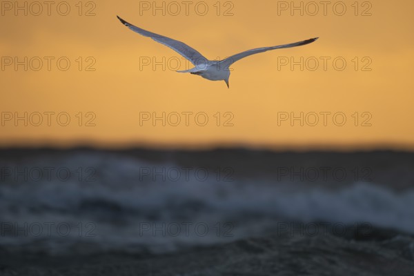 Herring gull (Larus argentatus) in flight over the surf looking for starfish, evening mood, Hvide