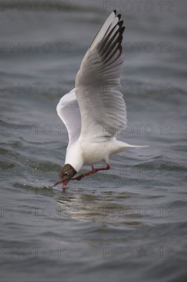 Black-headed gull (Chroicocephalus ridibundus) in summer plumage, flying above the sea surface,