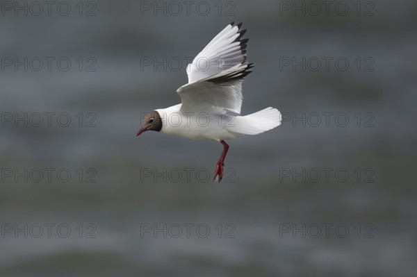 Black-headed gull (Chroicocephalus ridibundus) in summer plumage, in flight above the sea surface