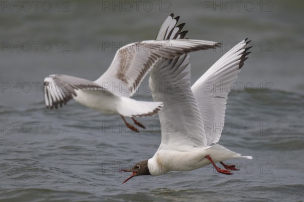 Black-headed gulls (Chroicocephalus ridibundus) in summer plumage, flying over the surf, looking