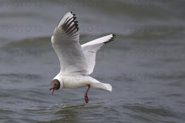 Black-headed gull (Chroicocephalus ridibundus) in summer plumage, in flight, looking for small
