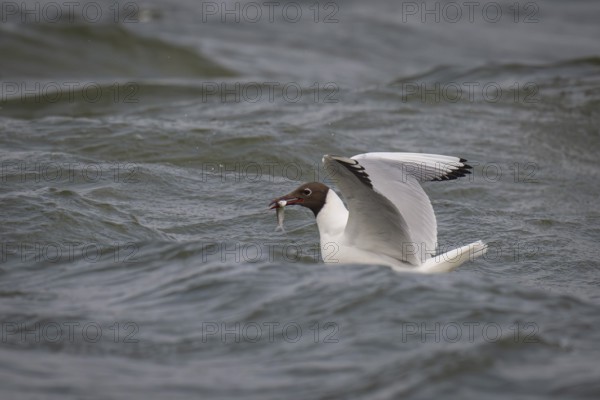 Black-headed gull (Chroicocephalus ridibundus) in summer plumage, swimming with a small fish in its