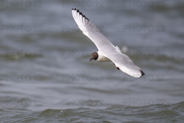 Black-headed gull (Chroicocephalus ridibundus) in summer plumage, flying above the water surface,