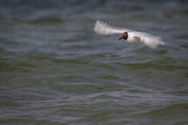 Black-headed gull (Chroicocephalus ridibundus) in summer plumage, in flight above the sea surface,