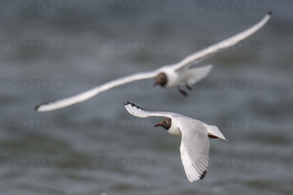 Black-headed gulls (Chroicocephalus ridibundus) in summer plumage, flying above the sea surface,