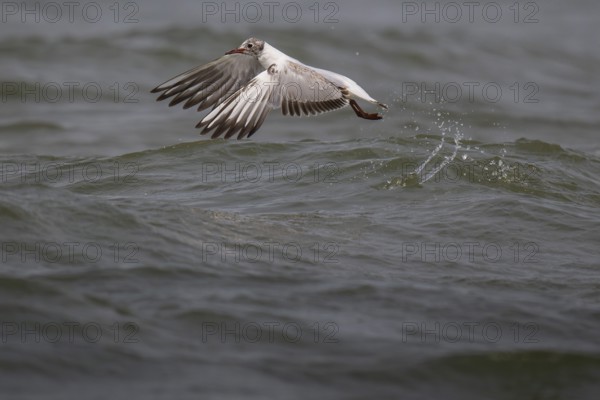One-year-old Black-headed Black-headed Gull (Chroicocephalus ridibundus) in summer plumage, in
