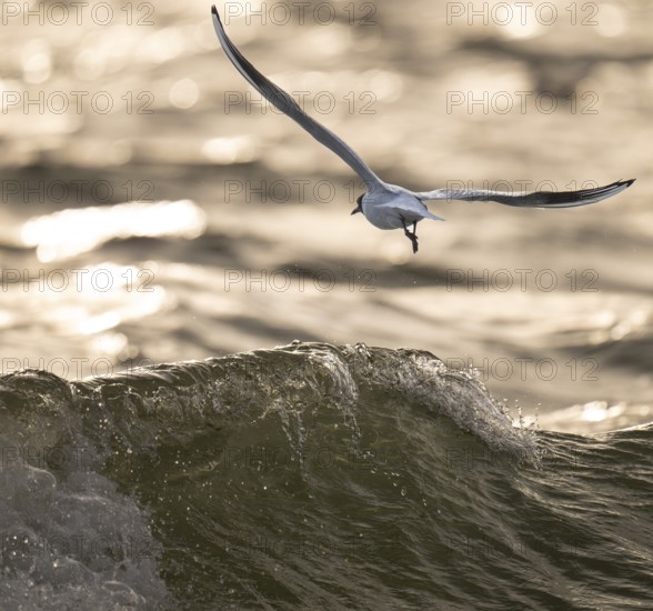 Black-headed Black-headed Gull (Chroicocephalus ridibundus) in summer plumage, in flight over the