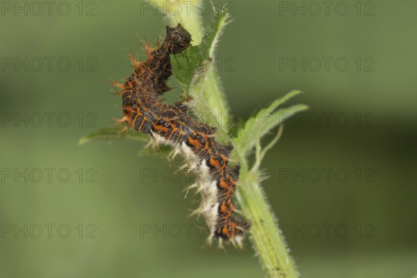 A caterpillar of the C-moth (Polygonium C-album) feeding on stinging nettle leaves,