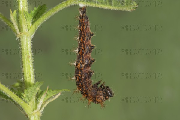 A spiny caterpillar of the C-moth (Polygonium C-Album) has hung up to pupate on a stinging nettle
