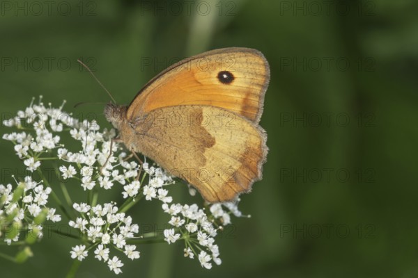 A female ox-eye daisy (Maniola jurtina) sitting on white flowers of hogweed (Heracleum