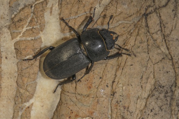 A lesser stag beetle (Dorcus parallelipipedus) sitting on a bark surface, Baden-WÃ¼rttemberg,