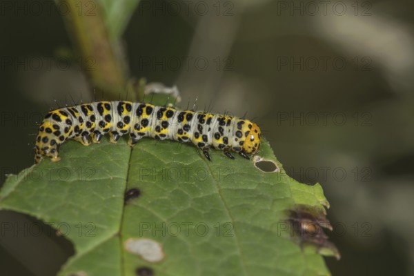 A colourful patterned caterpillar of the brownroot monk (Cucullia scrophulariae) on a leaf of the