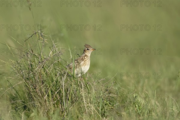 With erect feather cap... Skylark (Alauda arvensis) sitting in the grass of a meadow, endangered