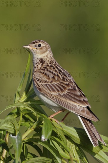Attentive... Skylark (Alauda arvensis), native character bird, typical songbird, ground-nesting