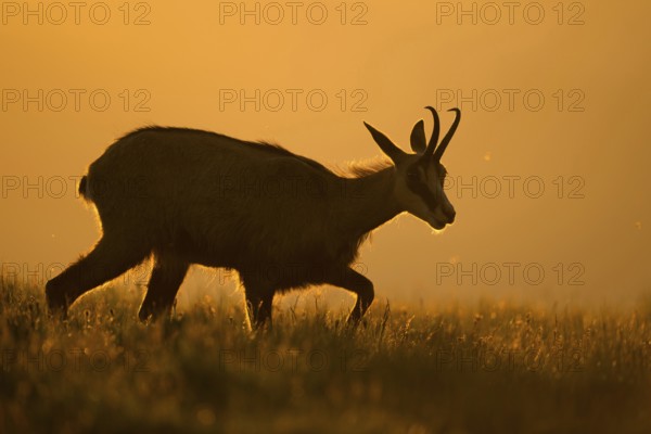 When the sun rises... Chamois (Rupicapra rupicapra), chamois moving across a mountain meadow, a