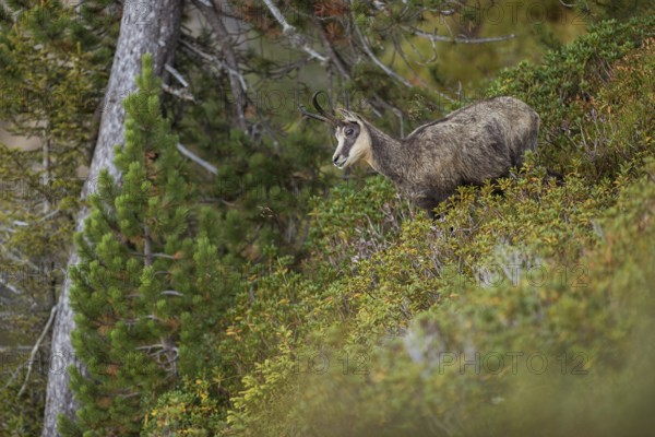 Between the mountain pines... Chamois (Rupicapra rupicapra), chamois in the vegetation of a steep