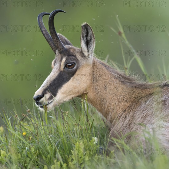 Chamois, chamois (Rupicapra rupicapra) lies, rests in the fresh grass of a mountain meadow in the