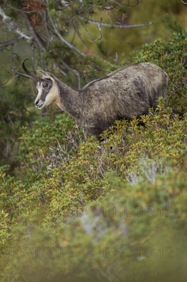 Between the mountain pines... Chamois (Rupicapra rupicapra), chamois in the vegetation of a steep