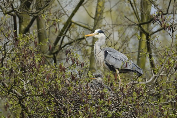 At the nest... Grey heron (Ardea cinerea) watches over the young offspring, chicks look like little