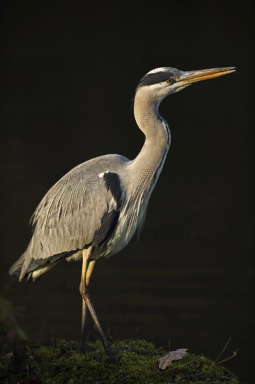 In the spotlight... Grey heron (Ardea cinerea) in wonderful, atmospheric light, very beautiful,