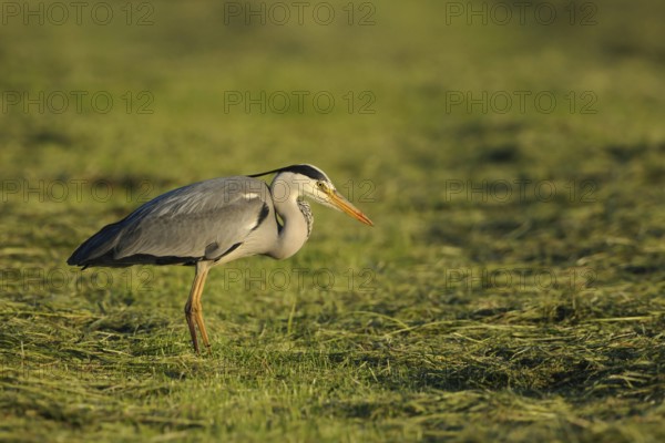 After the mowing... Grey heron (Ardea cinerea) searches a freshly mown meadow for food (mowing
