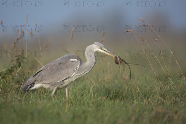 Catching mice... Grey heron (Ardea cinerea) after successfully catching prey with a mouse in its