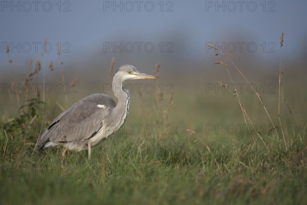 Food opportunist... Grey heron (Ardea cinerea) runs through the tall grass of a meadow in search of
