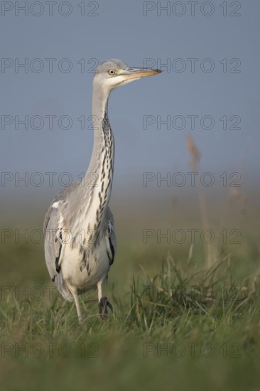 Grey heron (Ardea cinerea) striding through a high meadow on the hunt, especially low, impressively