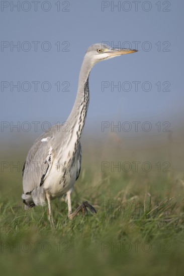 Research... Grey heron (Ardea cinerea) striding through a high meadow while hunting, particularly